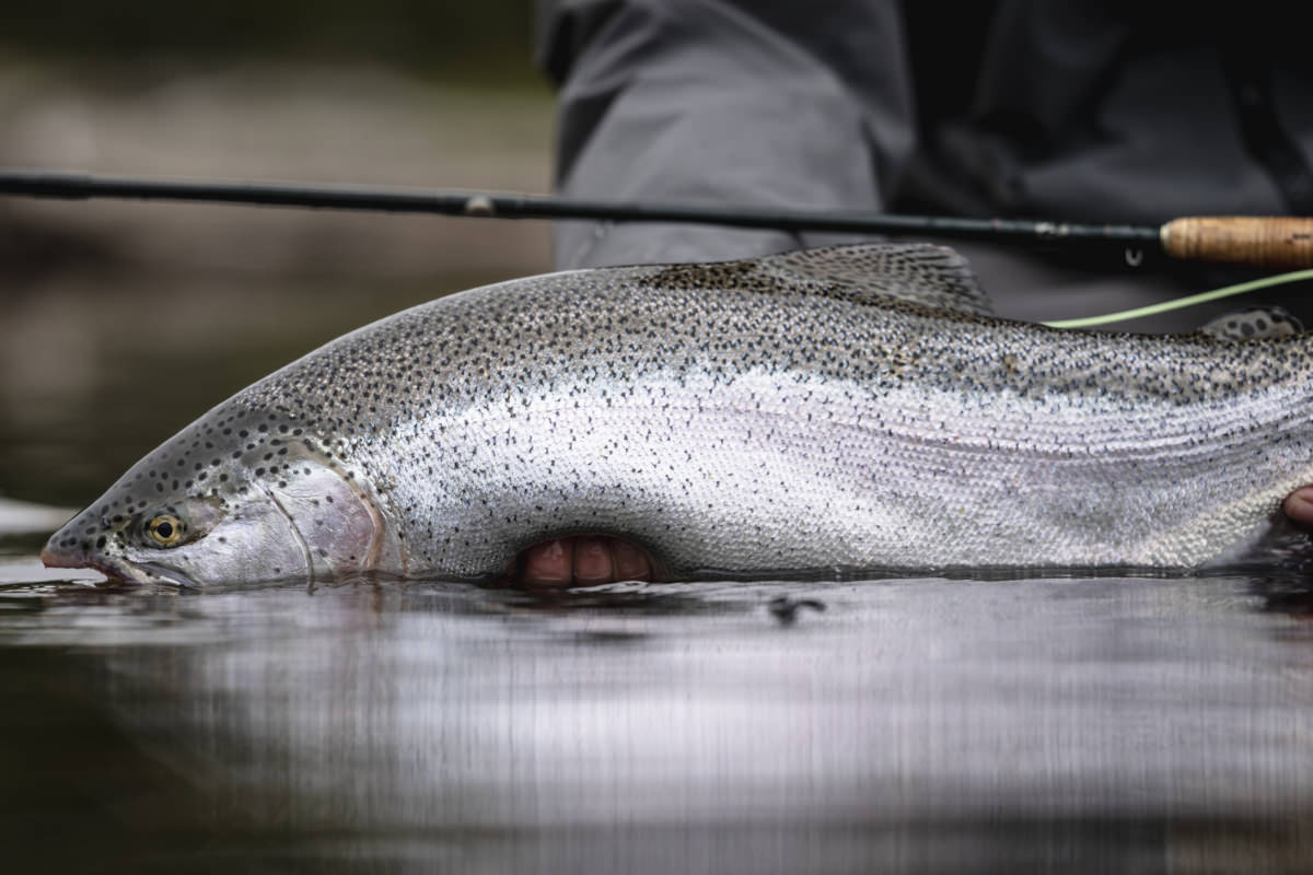 prg rio pico fly fishing
